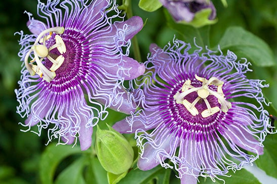 Passiflora_lilla_547x364_AM